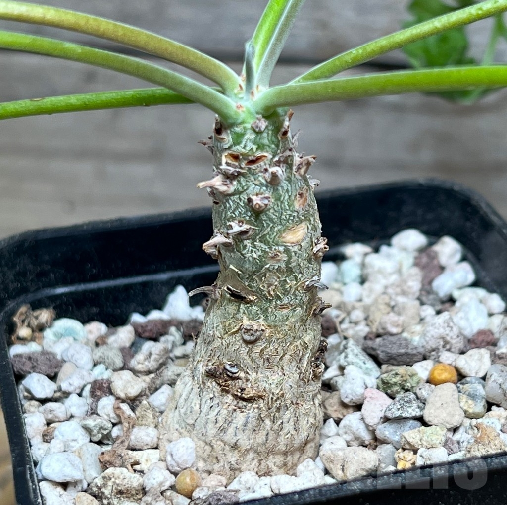 SHPR15259 Pelargonium crithmifolium - Image 2