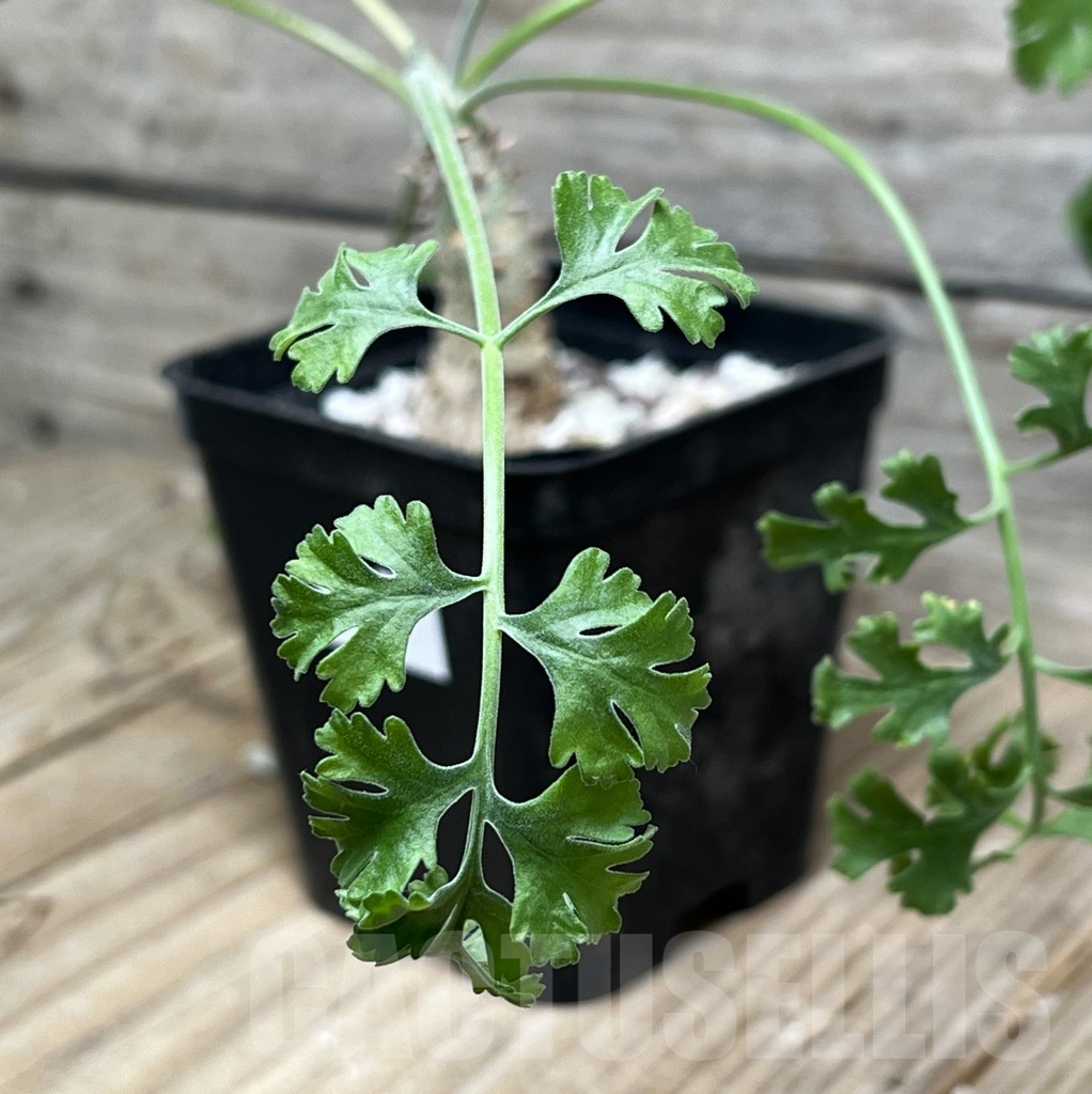 SHPR15259 Pelargonium crithmifolium