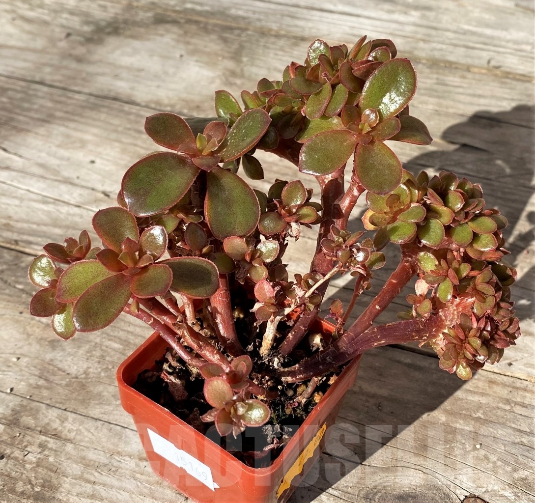 SHPR15169 Echeveria fimbriata f. cristata