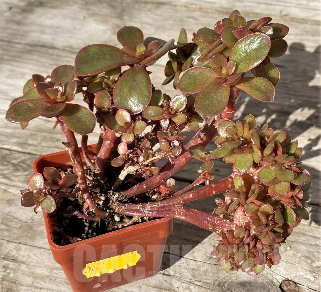 SHPR15169 Echeveria fimbriata f. cristata - immagine 2