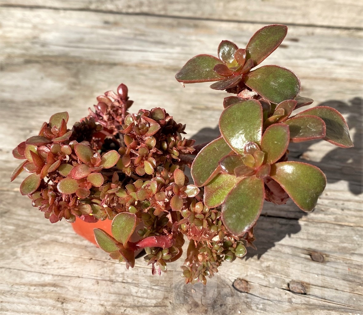 SHPR15170 Echeveria fimbriata f. cristata