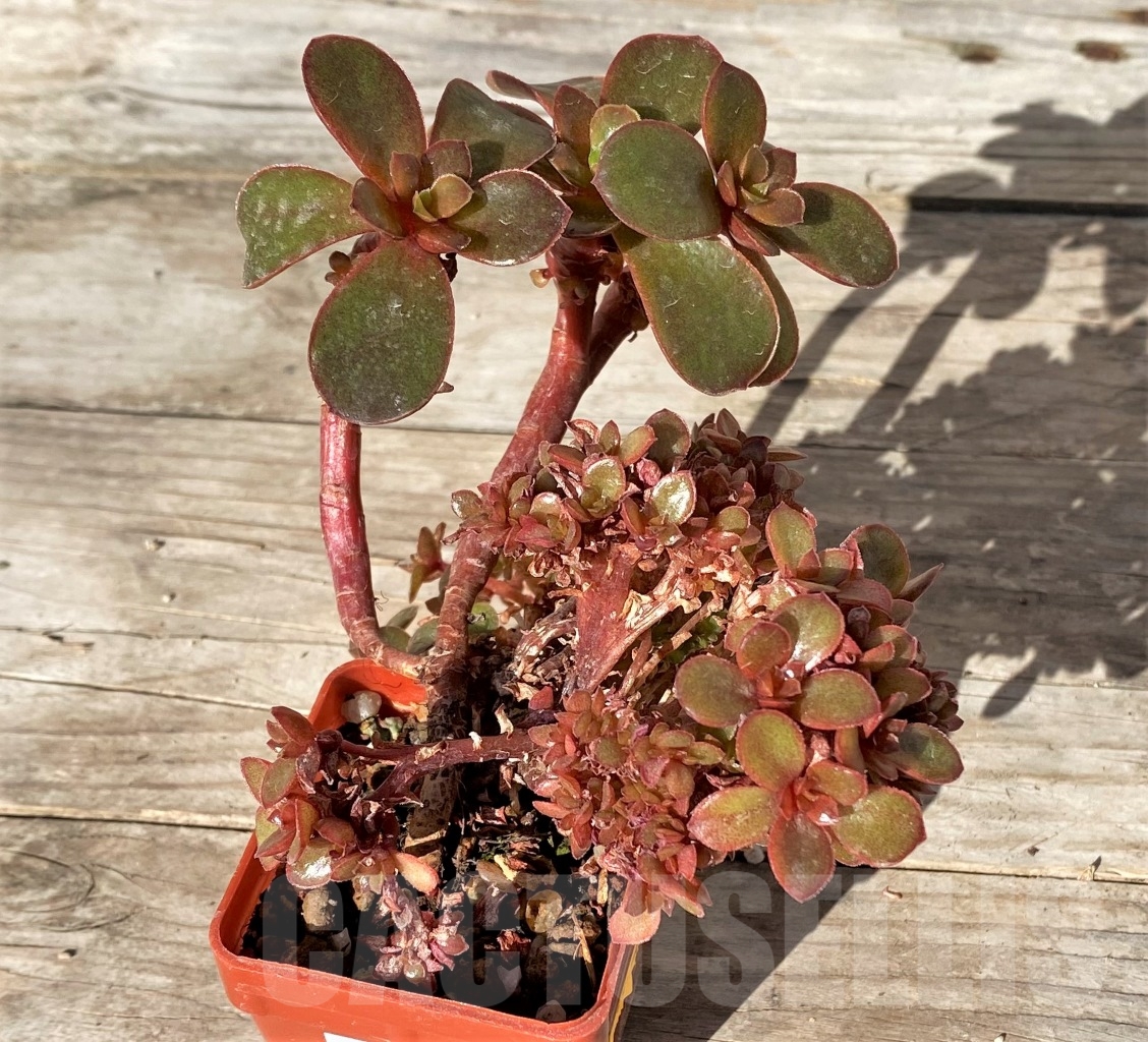 SHPR15170 Echeveria fimbriata f. cristata - immagine 2