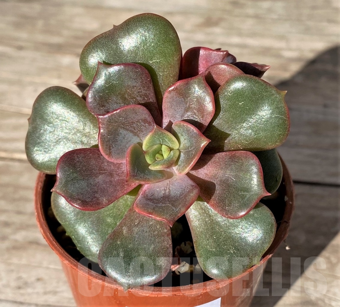 SHPR15171 Echeveria 'Da Hong Pao'