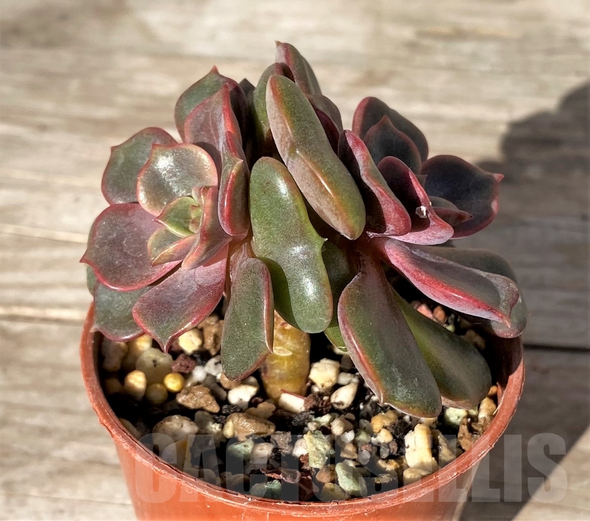 SHPR15171 Echeveria 'Da Hong Pao' - Obrázek 2
