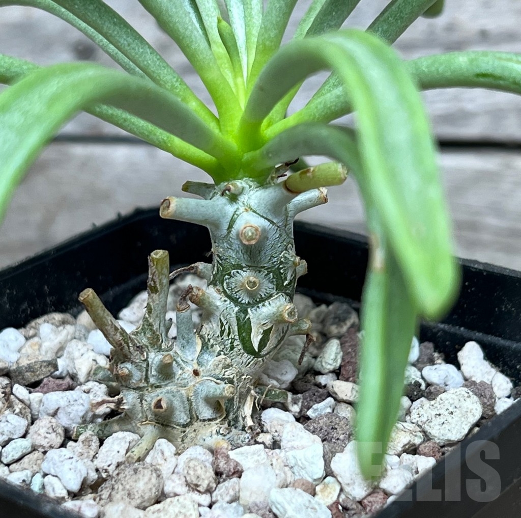 SHPR15262 Tylecodon sp.