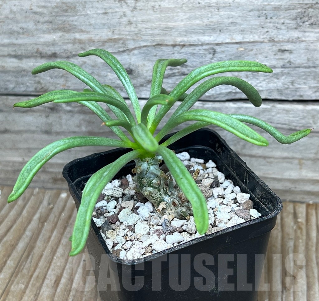 SHPR15262 Tylecodon sp. - Image 2