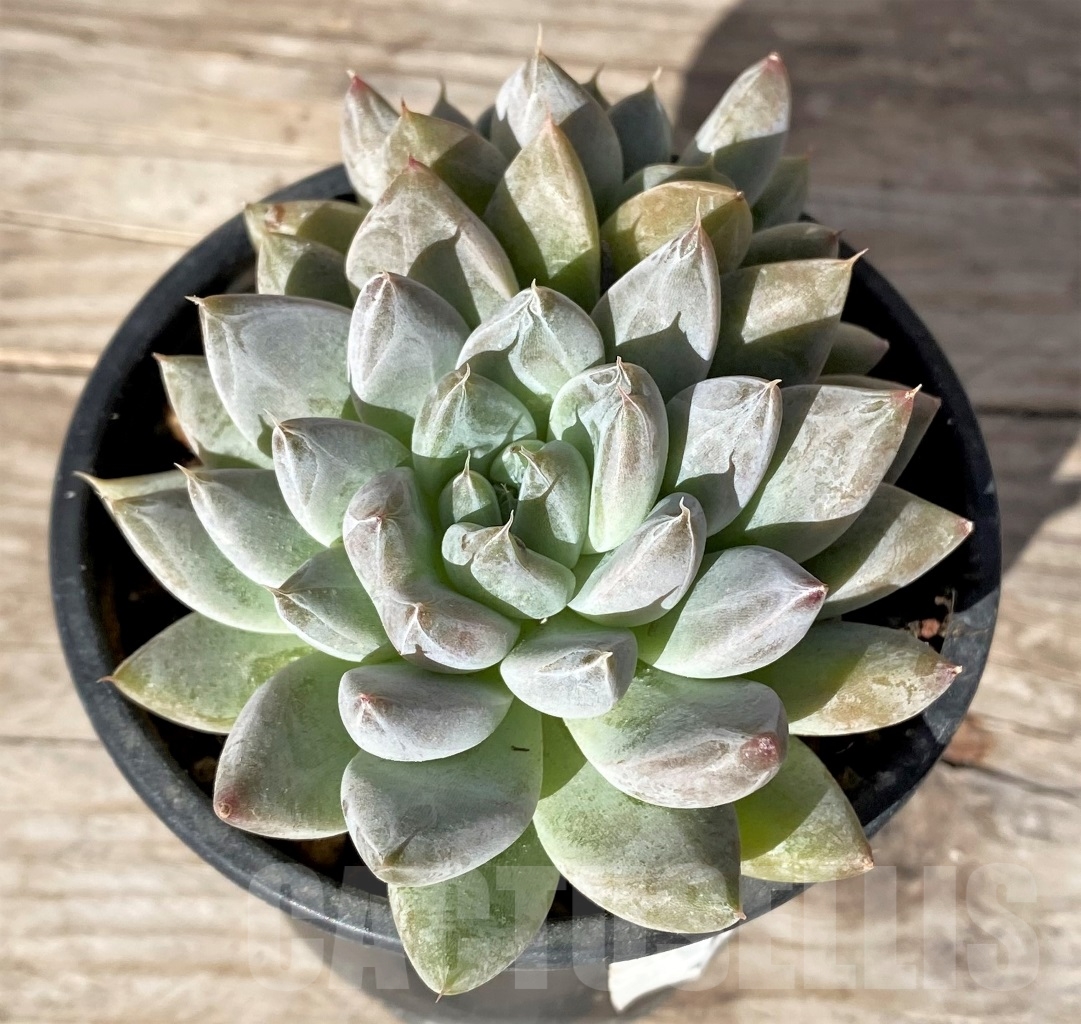 SHPR15172 Echeveria 'Nebula'