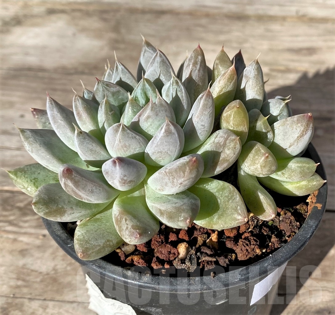 SHPR15172 Echeveria 'Nebula' - Obrázek 2