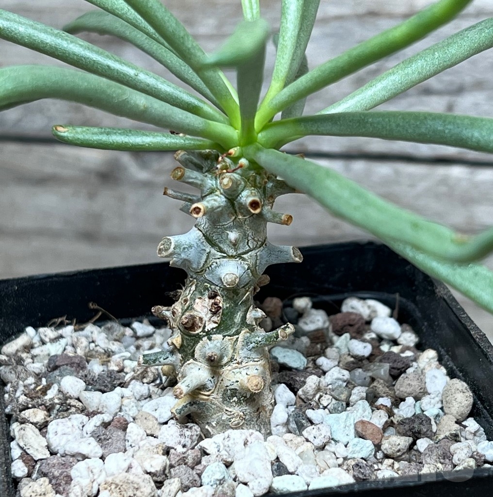 SHPR15263 Tylecodon sp.