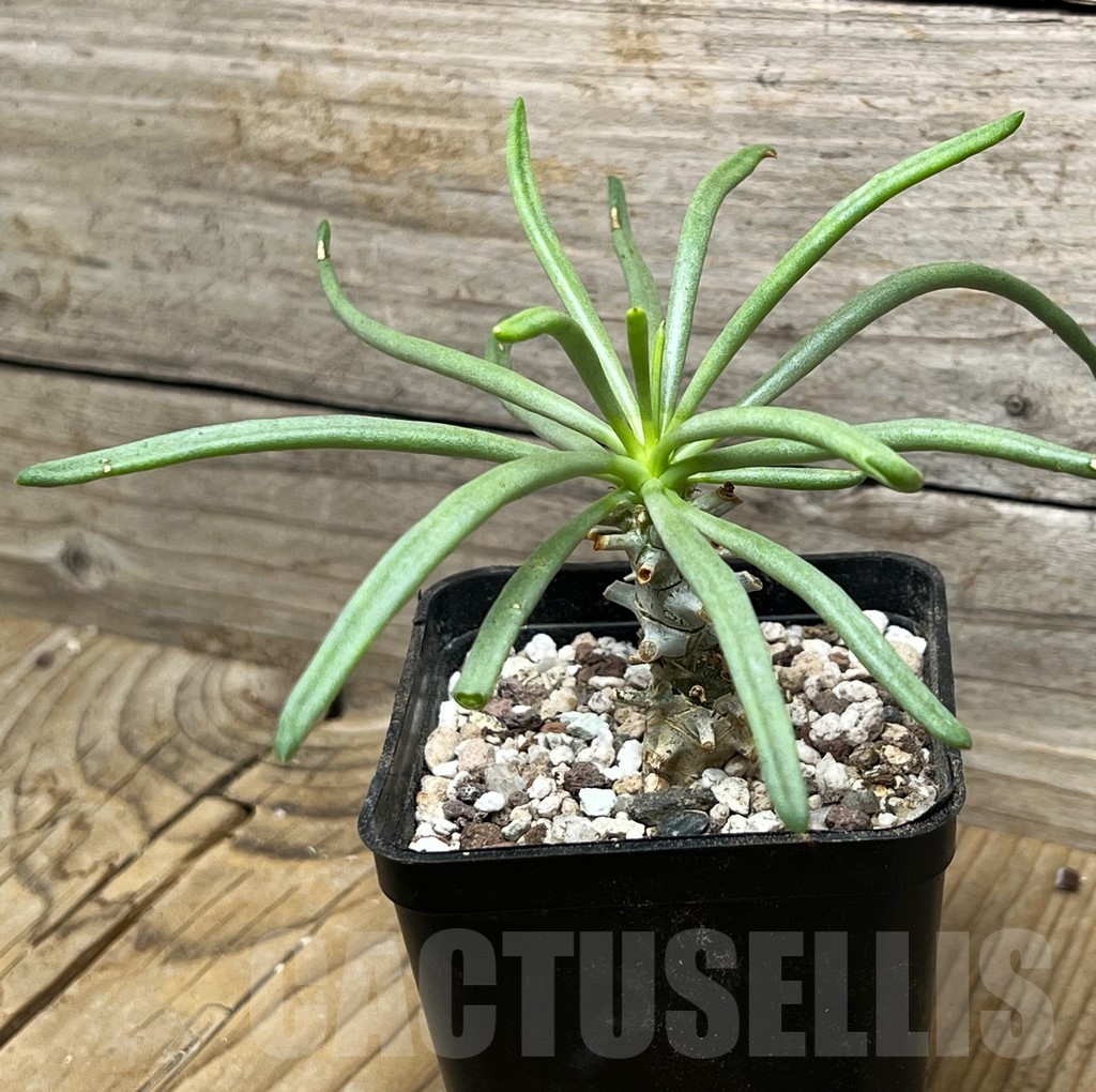 SHPR15263 Tylecodon sp. – Bild 2