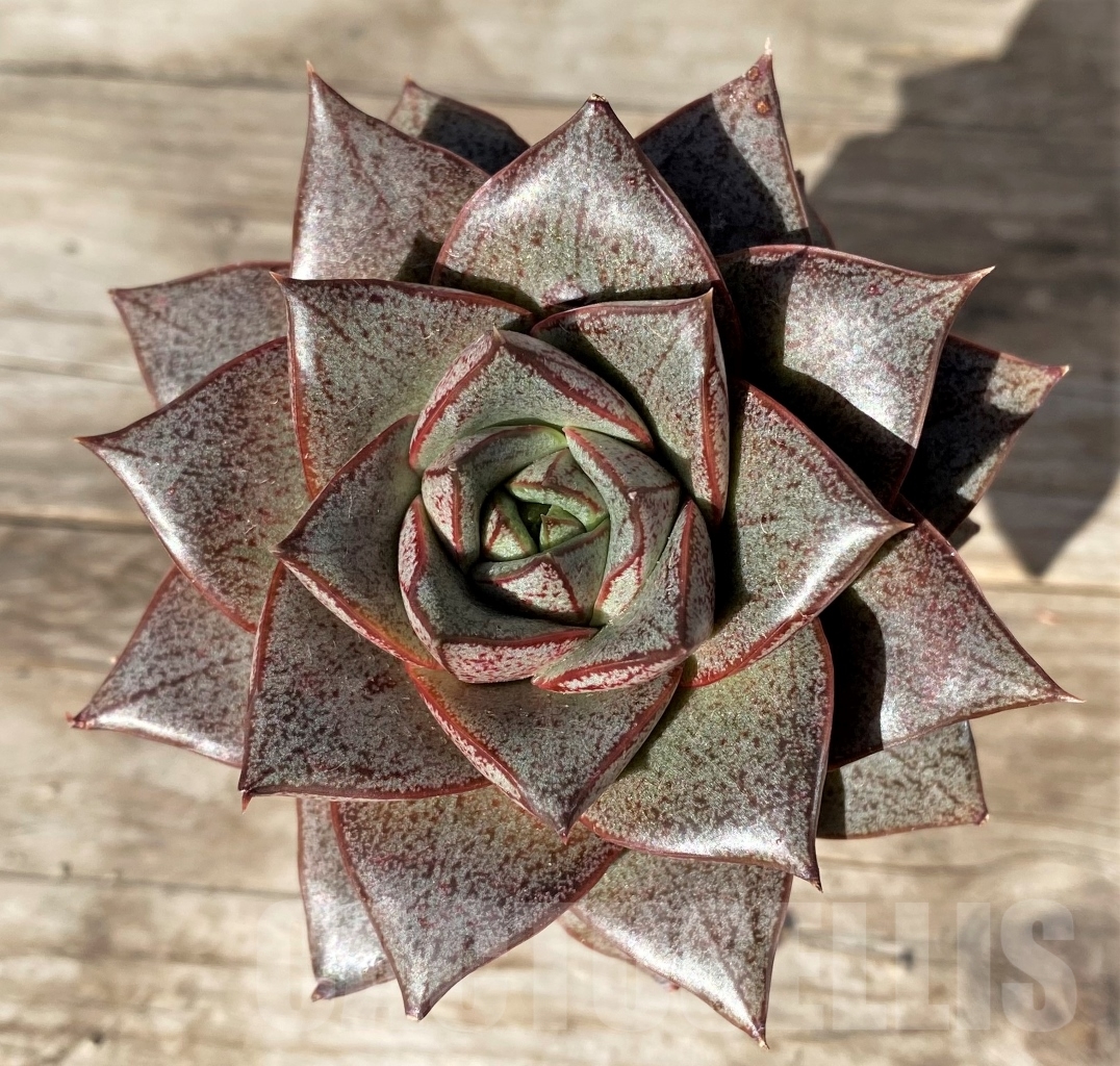 SHPR15174 Echeveria purpusorum v. laui - immagine 2