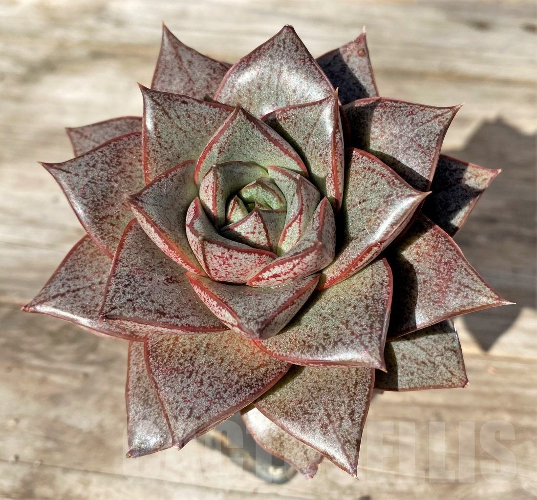 SHPR15174 Echeveria purpusorum v. laui