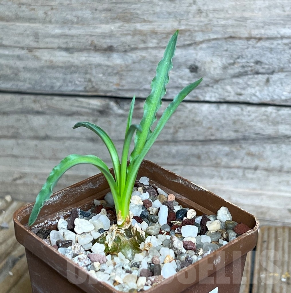 SHPR15264 Drimia undulata