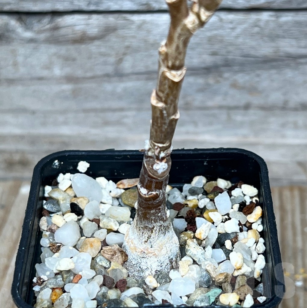 SHPR15265 Othonna pachypoda - Image 2