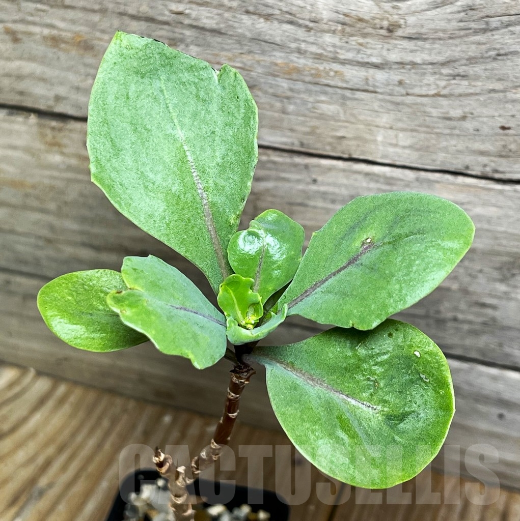 SHPR15265 Othonna pachypoda