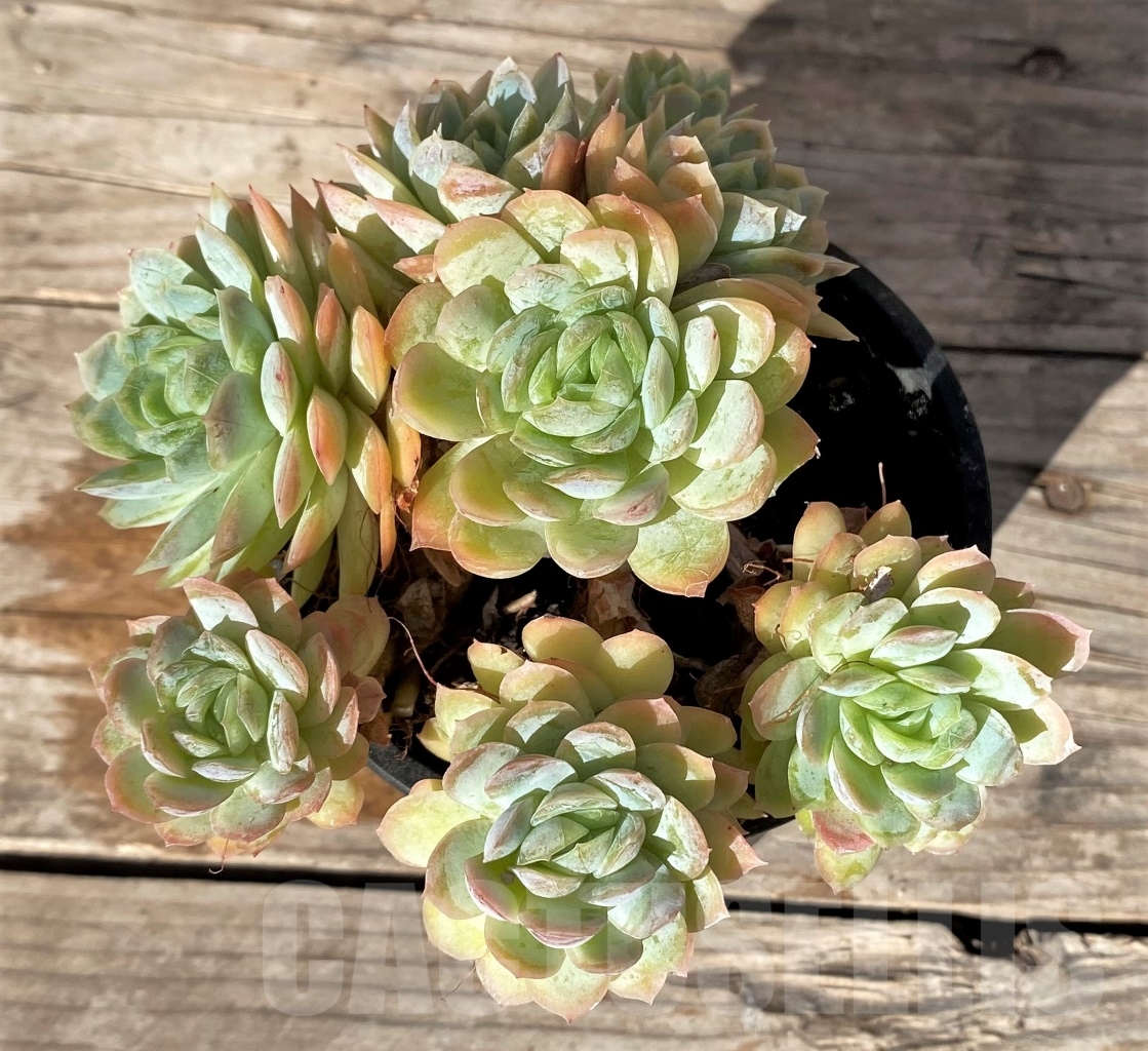 SHPR15177 Echeveria elegans