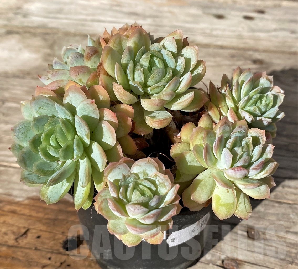 SHPR15177 Echeveria elegans - immagine 2