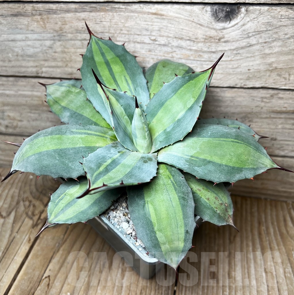 SHPR15267 Agave potatorum 'Mediopicta' - Image 2