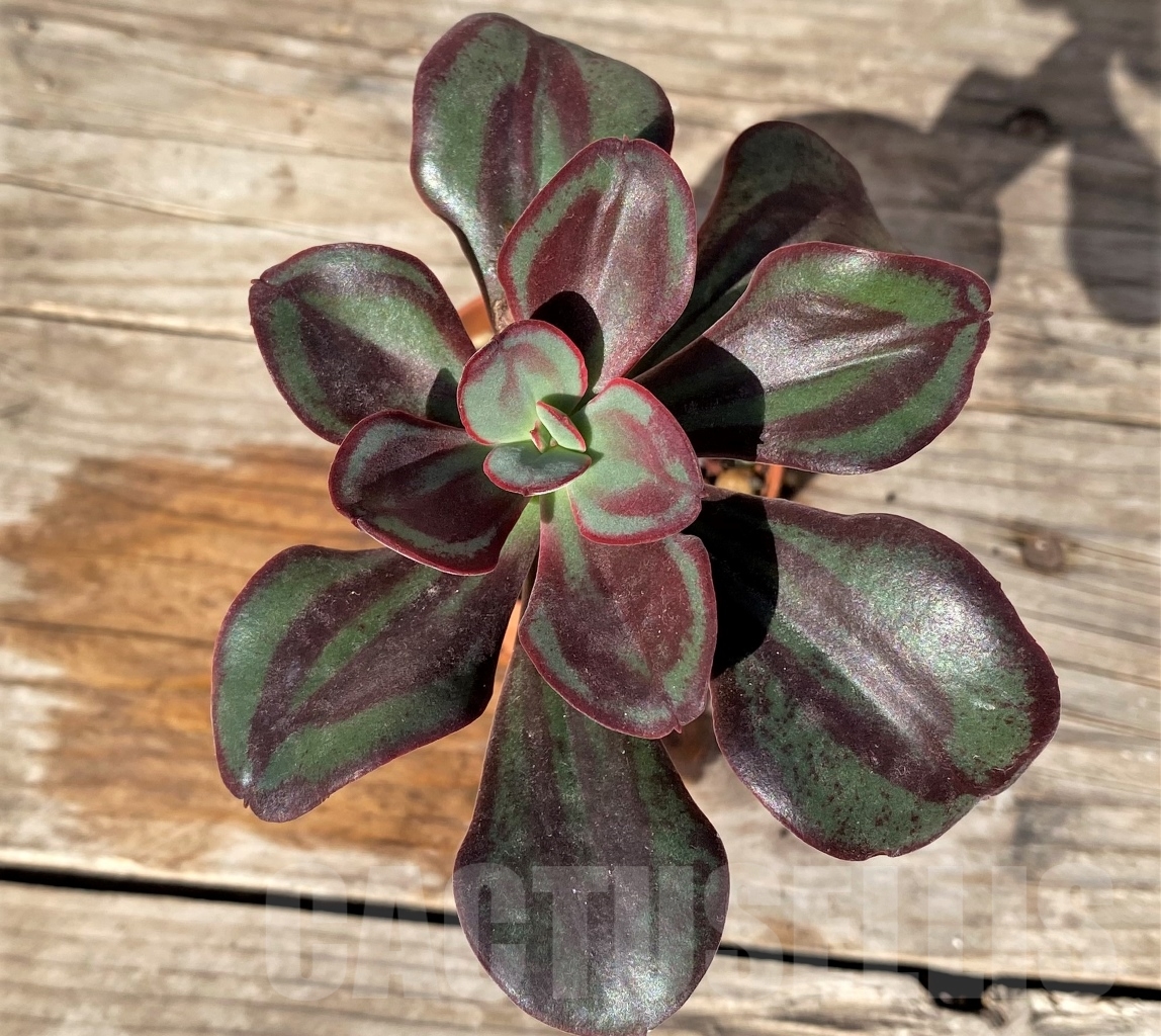 SHPR15178 Echeveria nodulosa