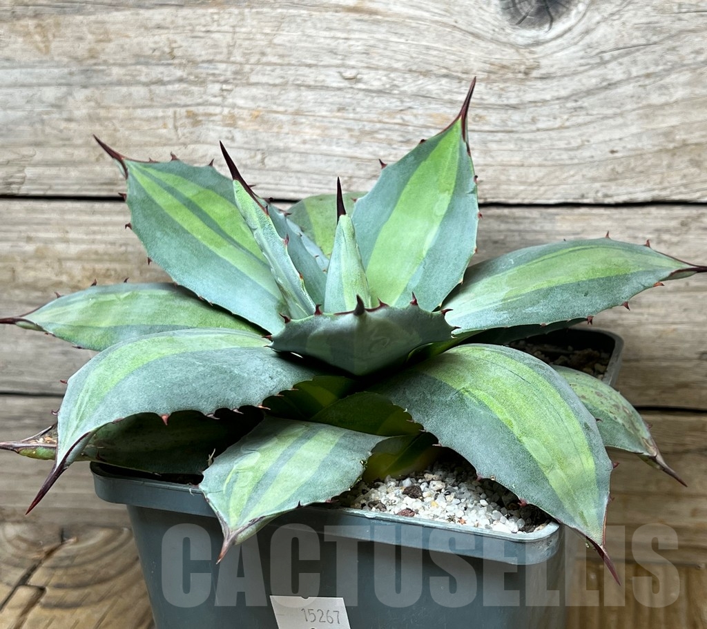SHPR15267 Agave potatorum 'Mediopicta'