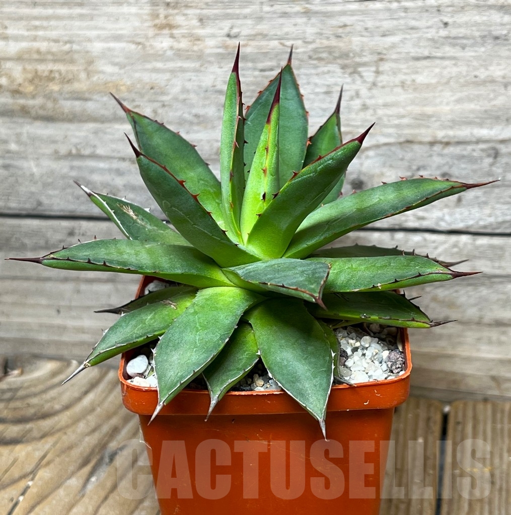 SHPR15268 Agave colimana x isthmensis