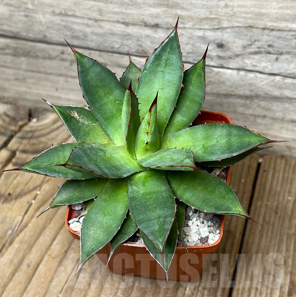 SHPR15268 Agave colimana x isthmensis - Obrázek 2