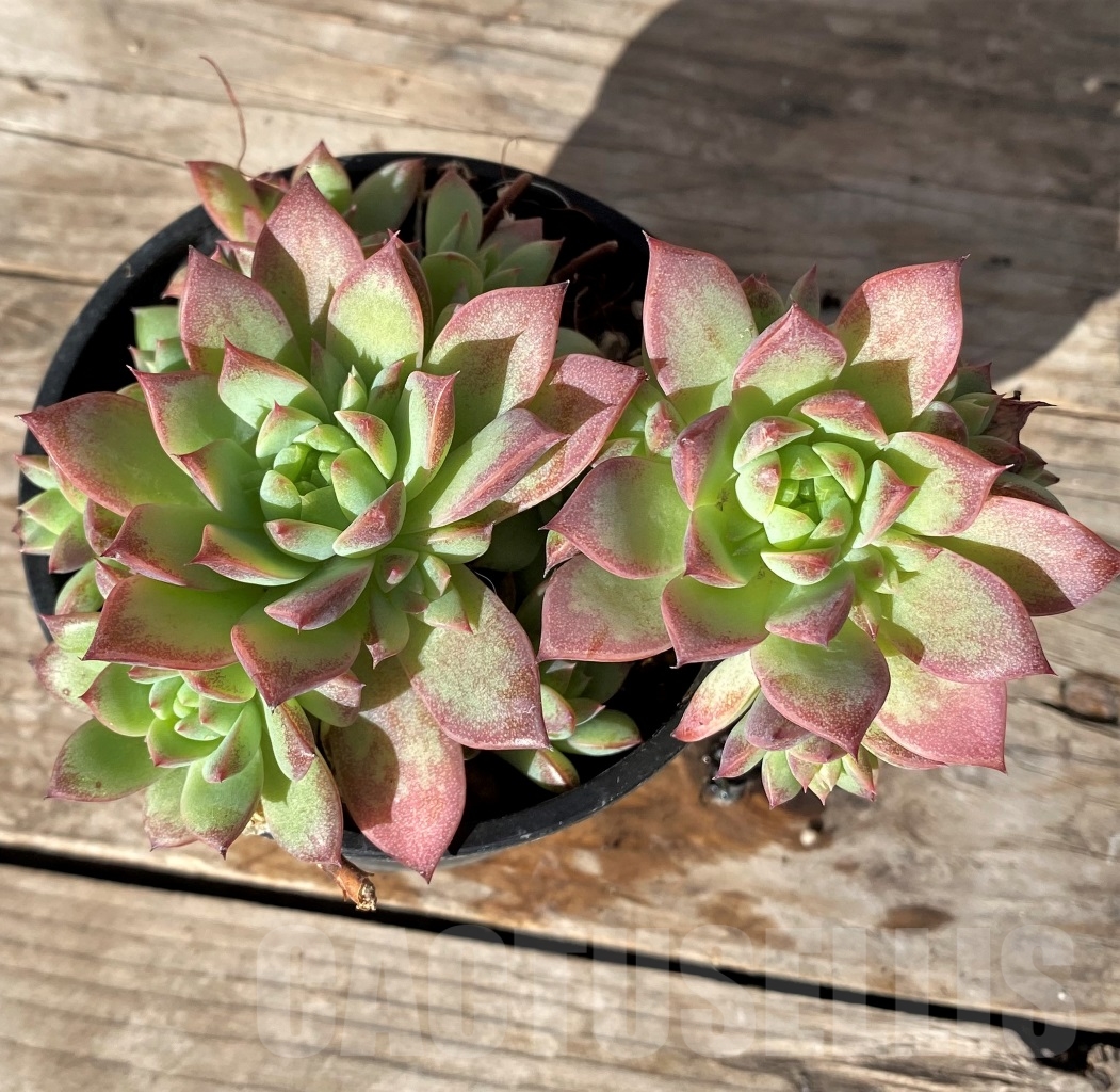 SHPR15180 Graptopetalum macdougallii - Image 2