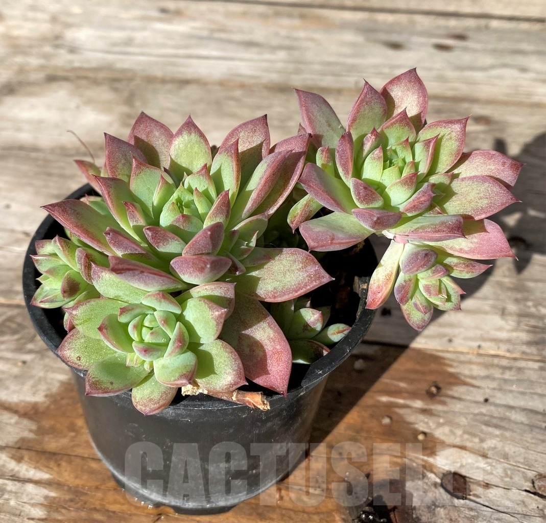 SHPR15180 Graptopetalum macdougallii