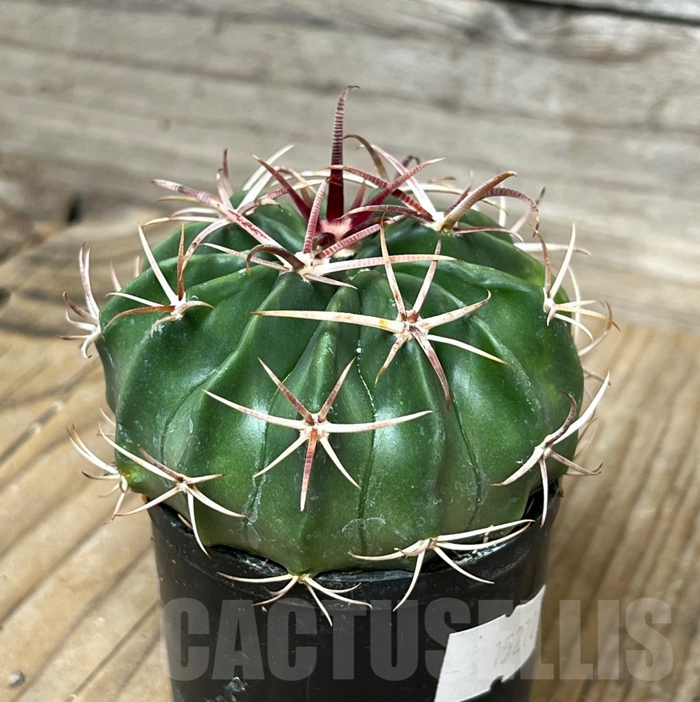 SHPR15270 Homalocephala texensis - Image 2