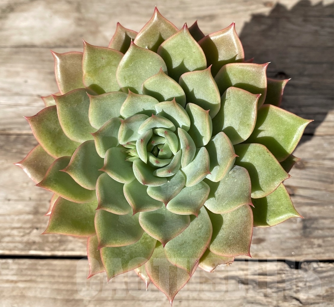 SHPR15181 Echeveria hybrid