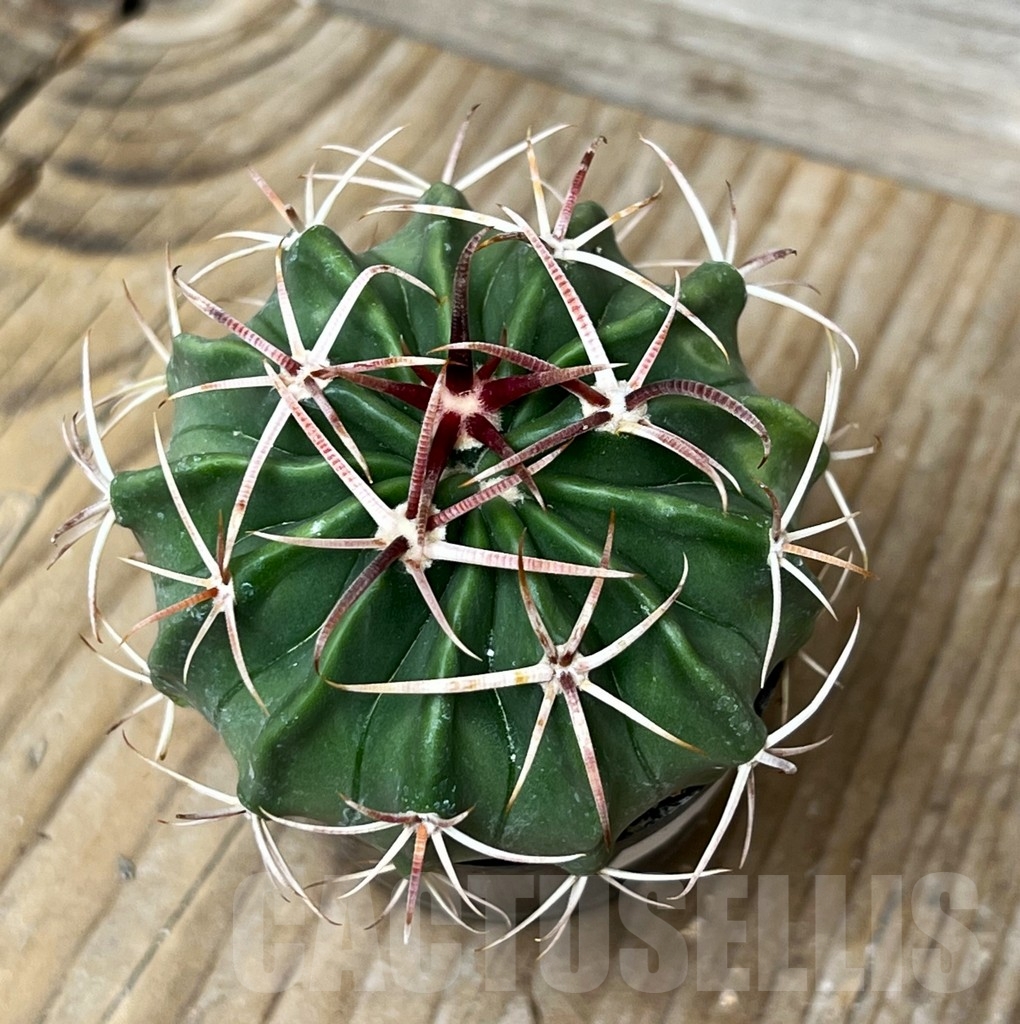 SHPR15270 Homalocephala texensis