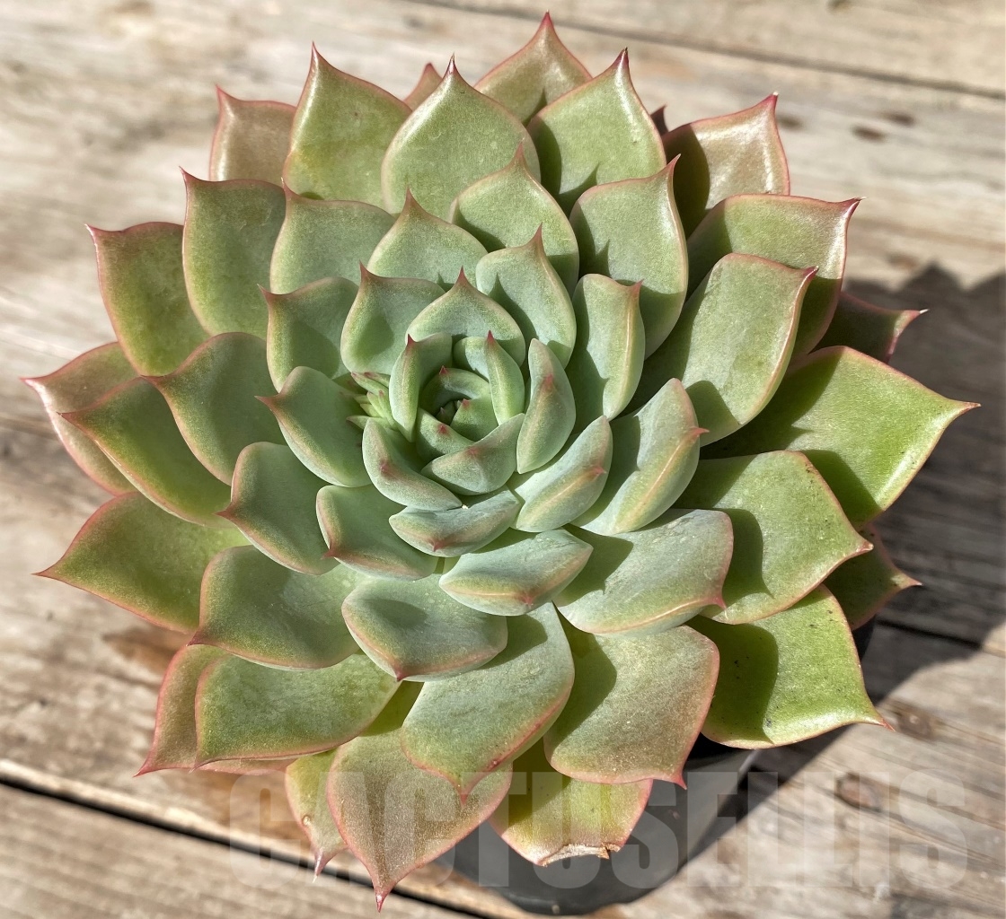 SHPR15181 Echeveria hybrid - Image 2