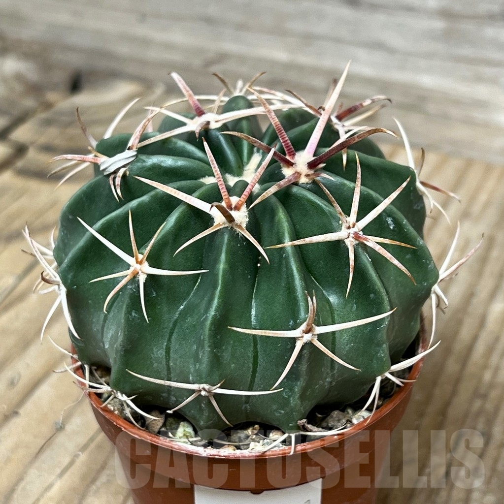 SHPR15271 Homalocephala texensis - Image 2