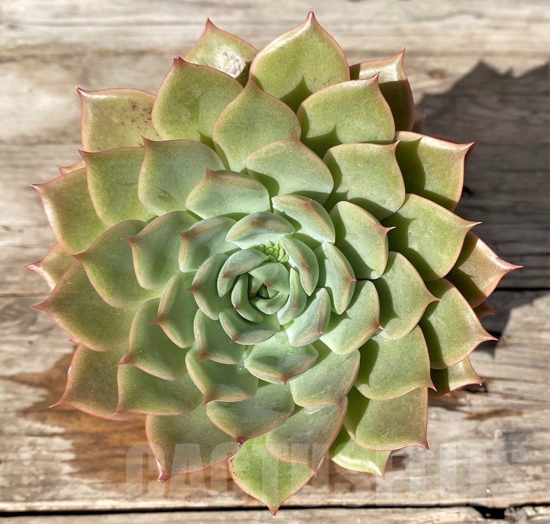 SHPR15182 Echeveria hybrid - immagine 2