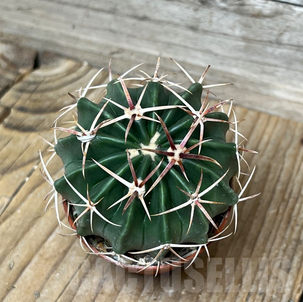 SHPR15271 Homalocephala texensis