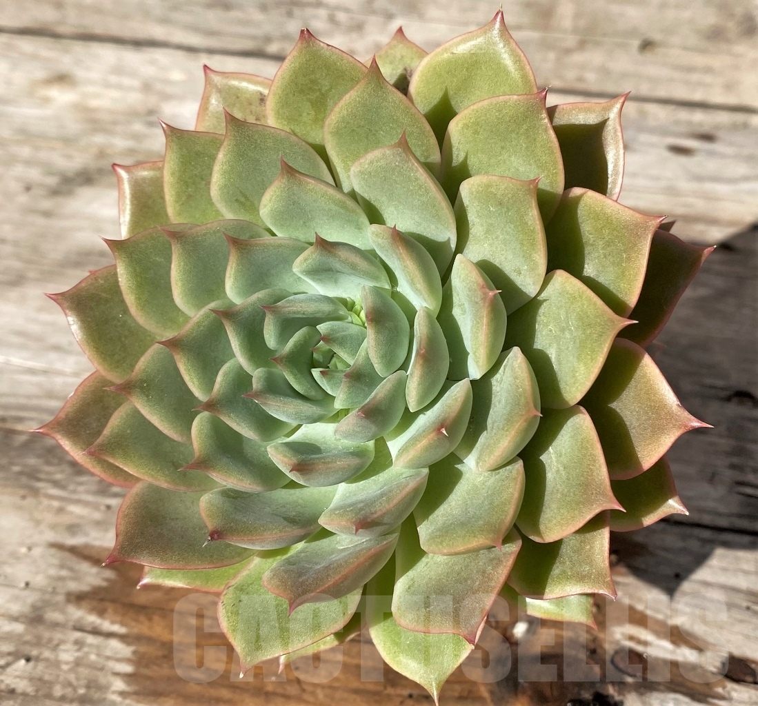 SHPR15182 Echeveria hybrid