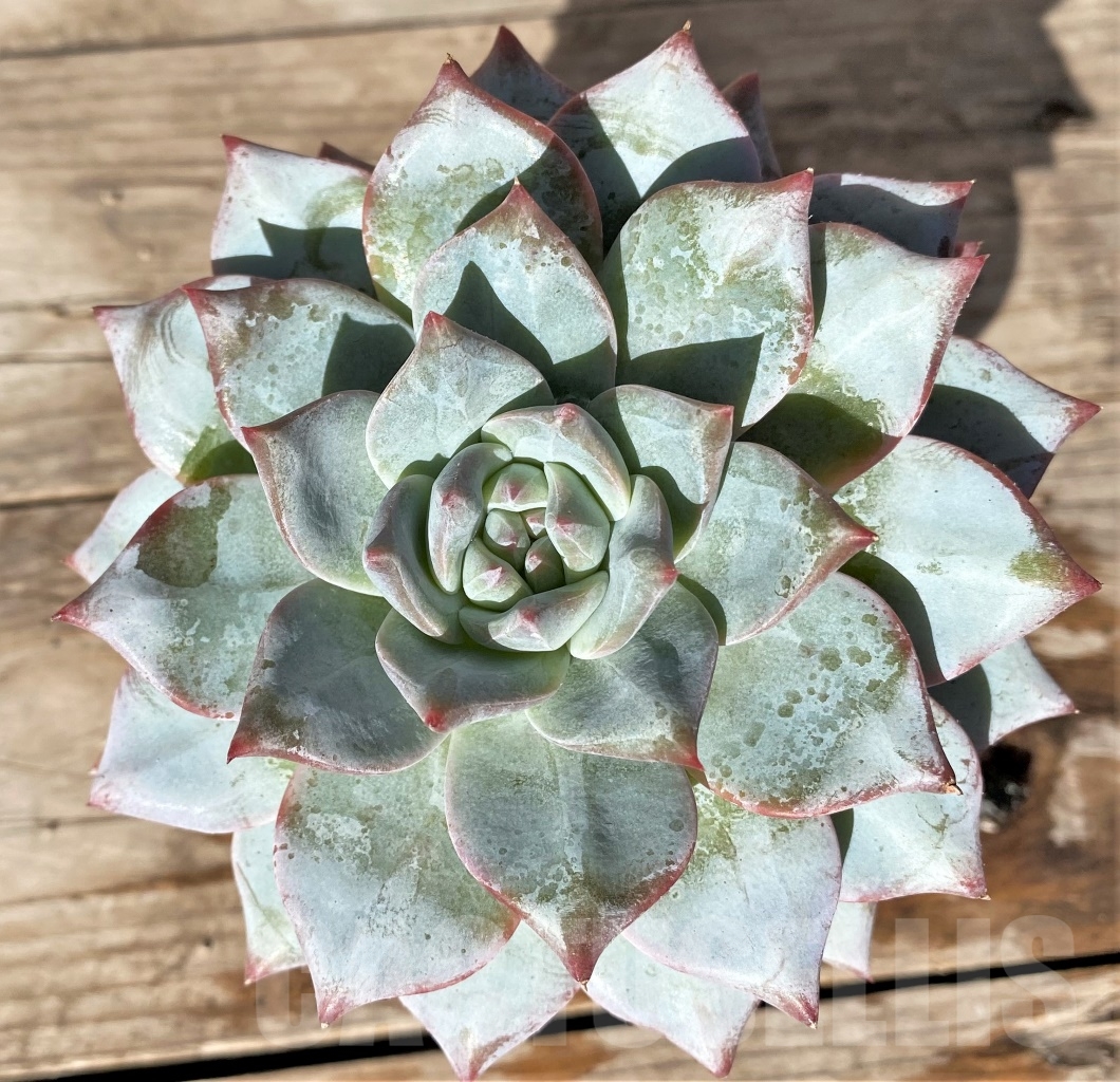 SHPR15184 Echeveria 'Blue Bird'
