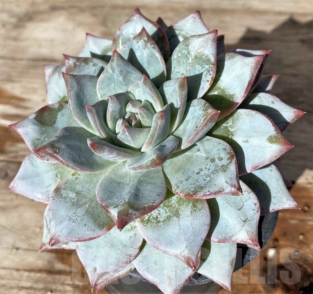 SHPR15184 Echeveria 'Blue Bird' - immagine 2
