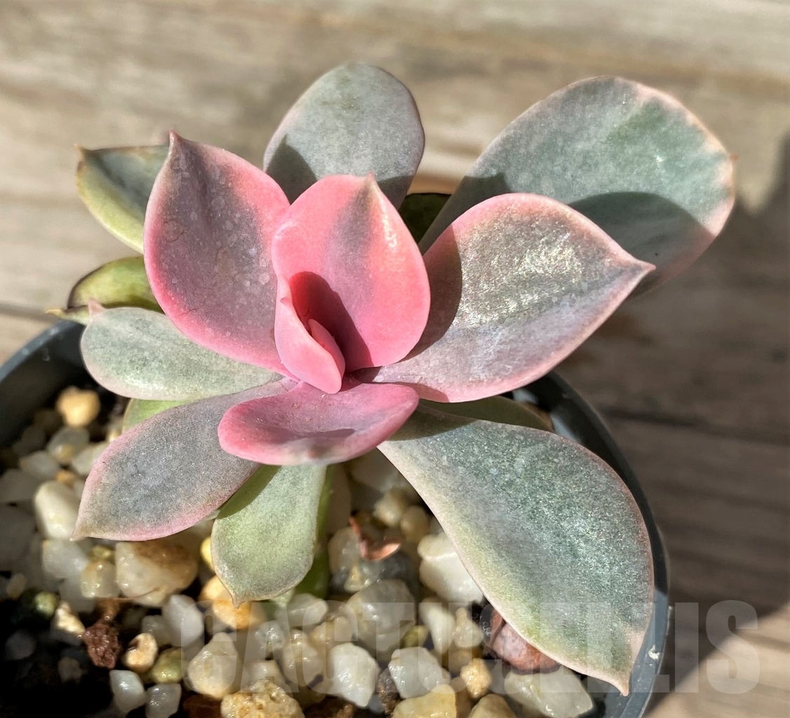 SHPR15187 Echeveria 'Rainbow' - Obrázek 2