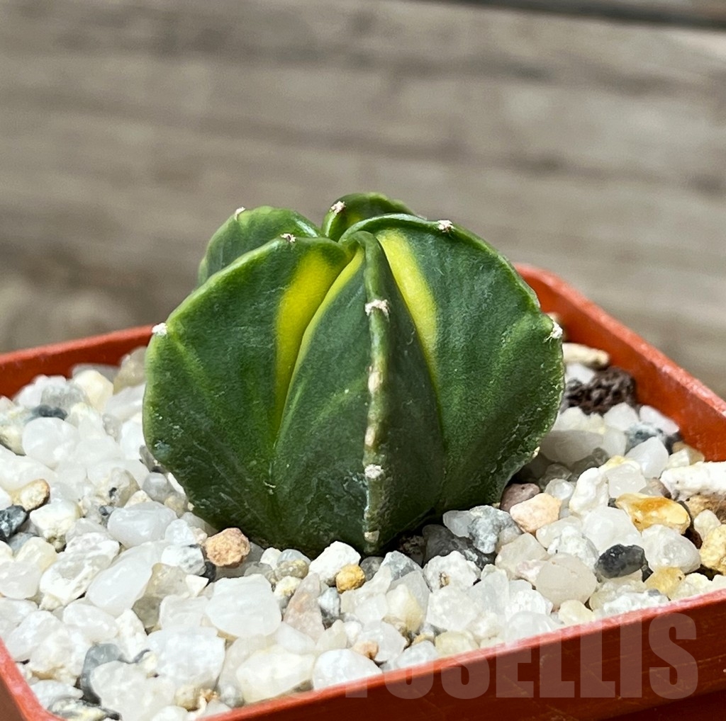 SHPR15280 Astrophytum myriostigma f. variegata - 画像 (2)