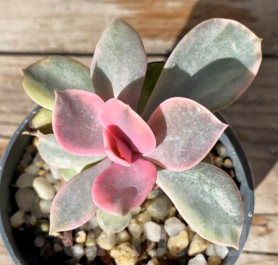 SHPR15187 Echeveria 'Rainbow'