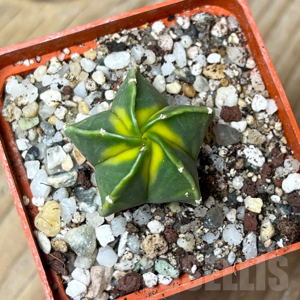 SHPR15280 Astrophytum myriostigma f. variegata
