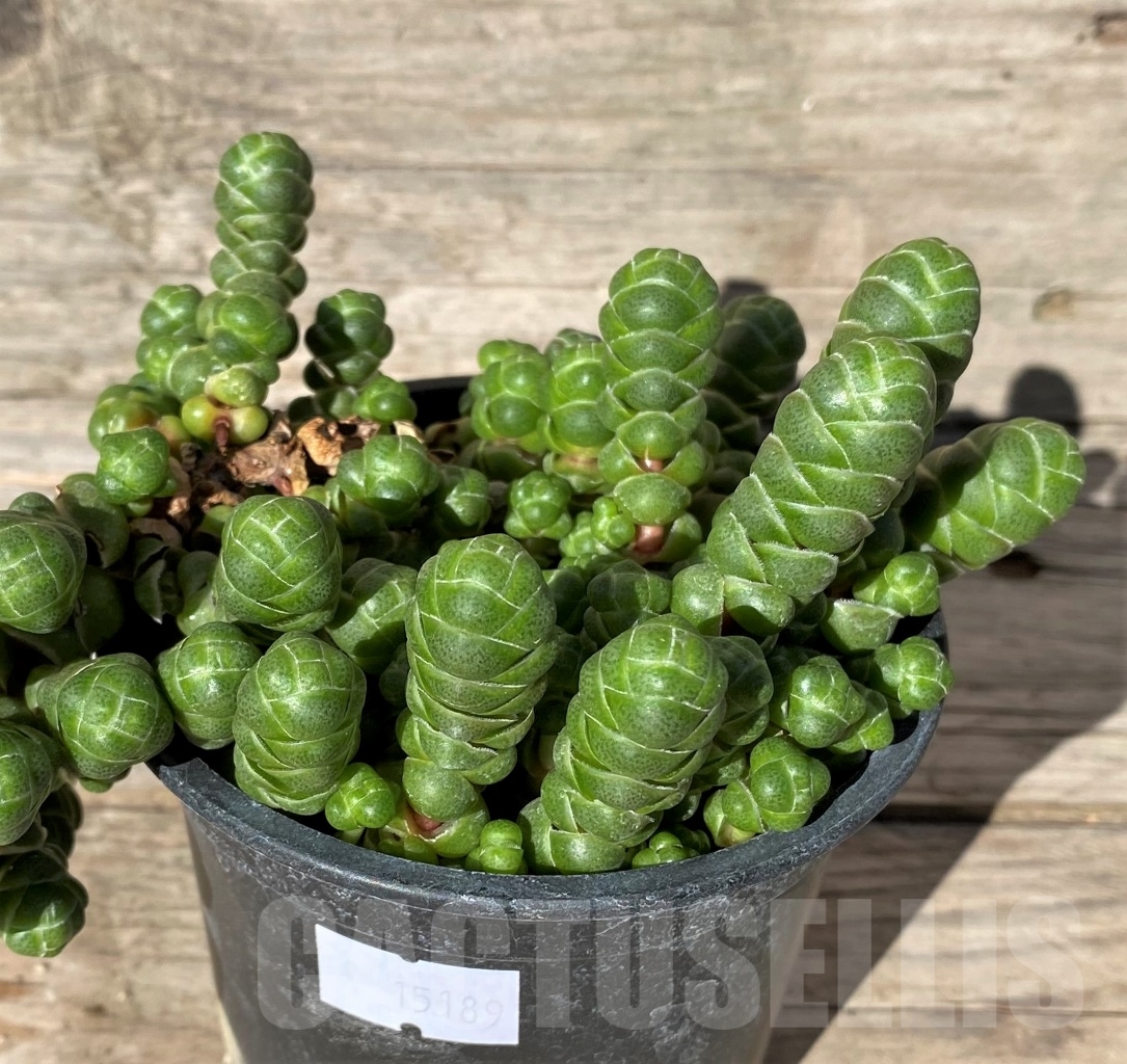 SHPR15189 Crassula barklyi