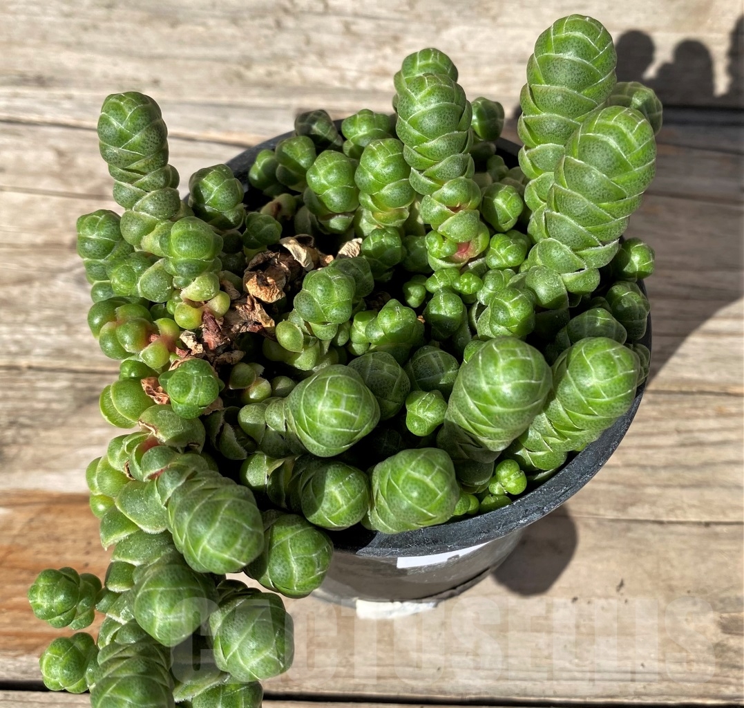 SHPR15189 Crassula barklyi - immagine 2