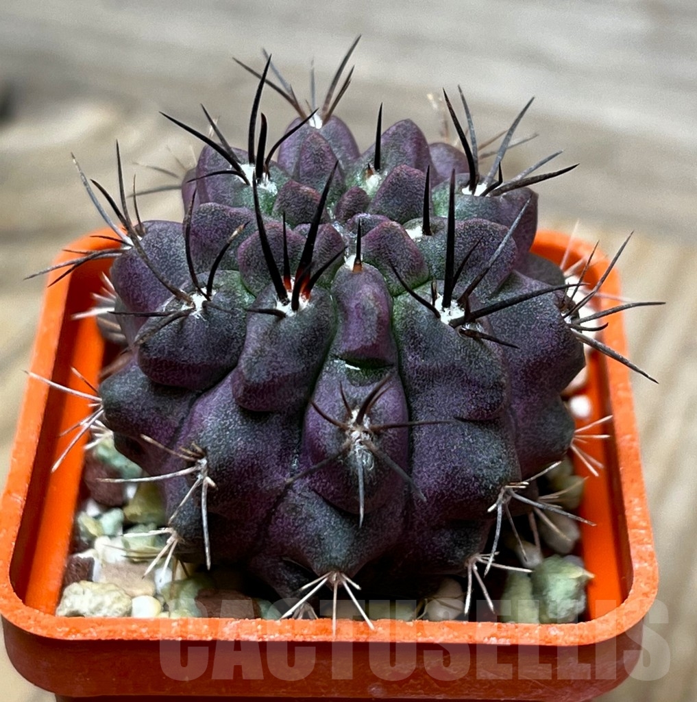 SHPR15314 Neoporteria recondita