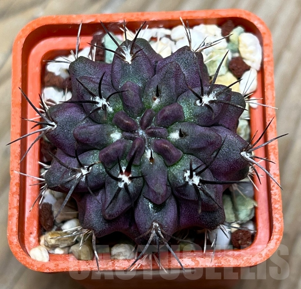 SHPR15314 Neoporteria recondita - 画像 (2)