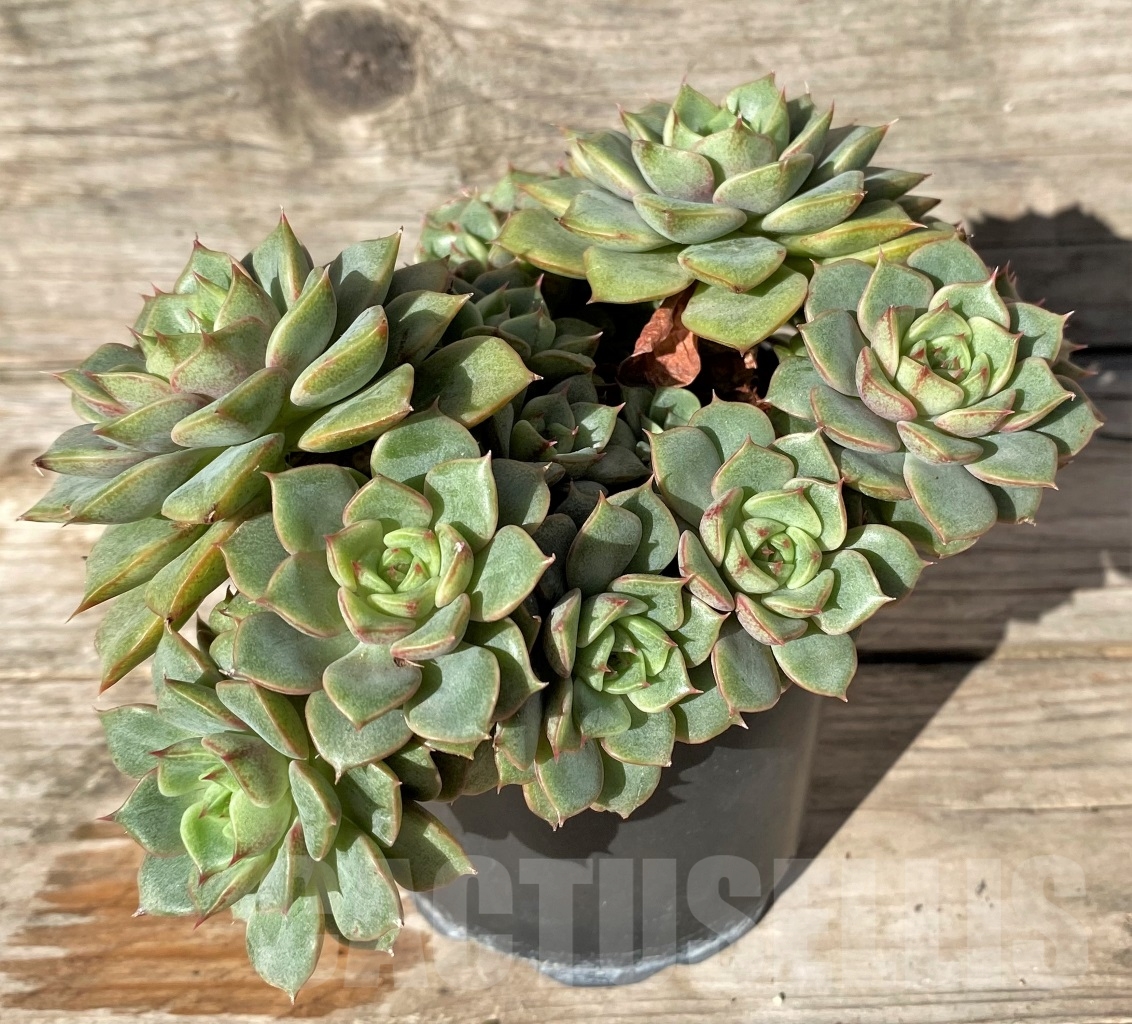 SHPR15191 Echeveria hybrid - Image 2