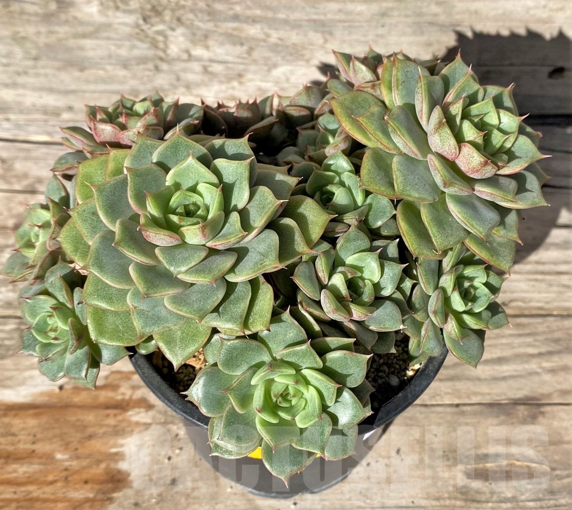 SHPR15191 Echeveria hybrid
