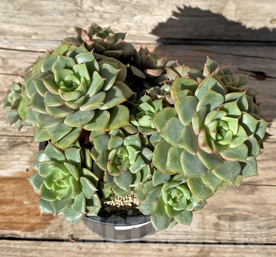 SHPR15191 Echeveria hybrid - Image 3