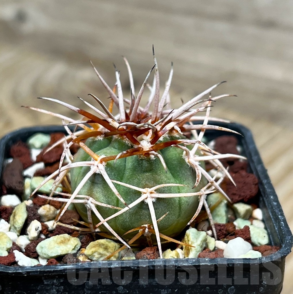 SHPR15317 Gymnocalycium catamarcense f. belense